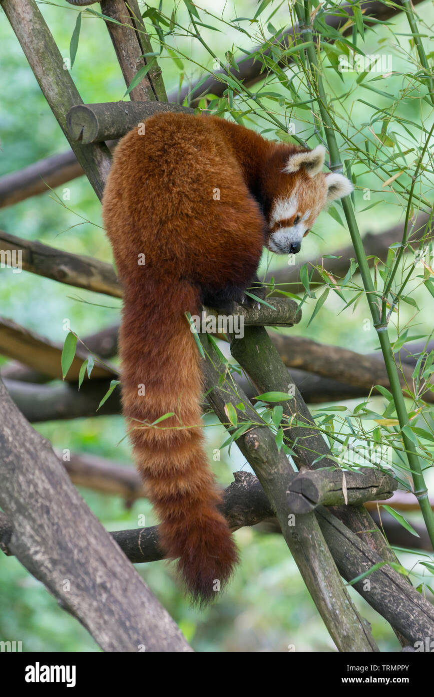 Dans le zoo panda moindre Banque D'Images