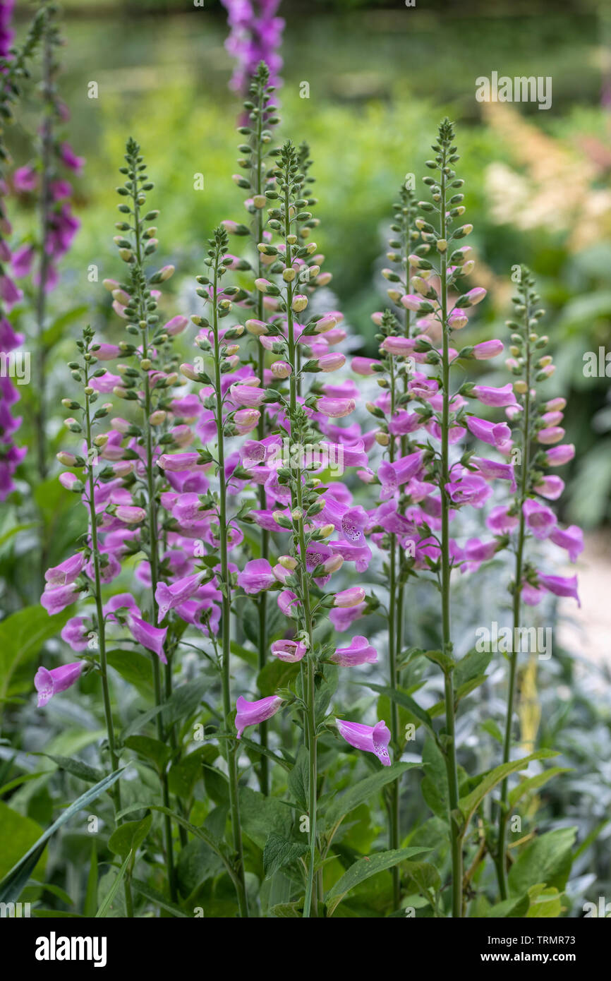 Gros plan sur les gants roses en mousse fleuris dans une bordure de jardin anglais, Royaume-Uni Banque D'Images