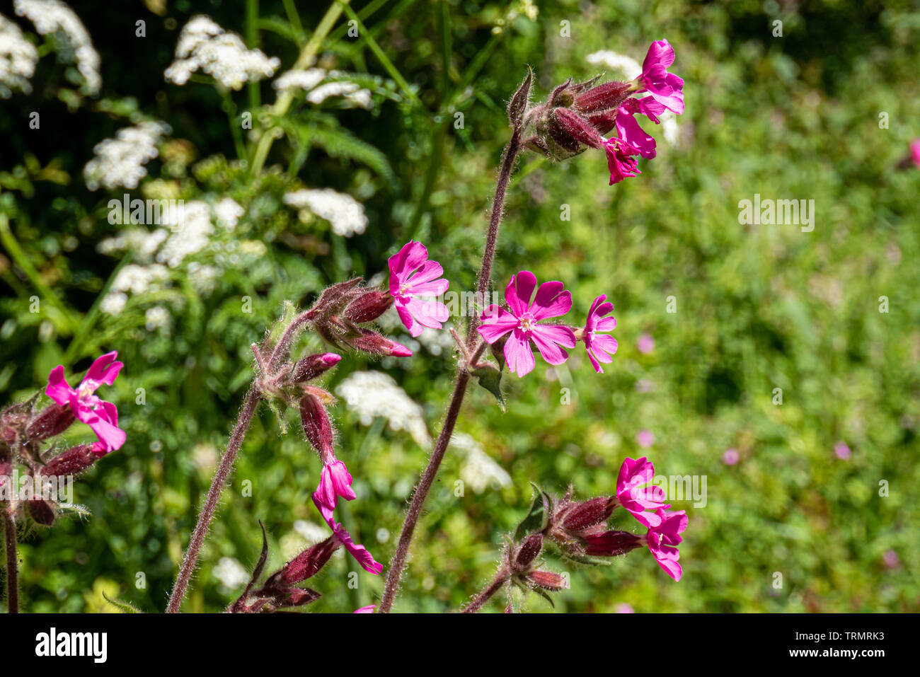 Campion rouge Banque D'Images