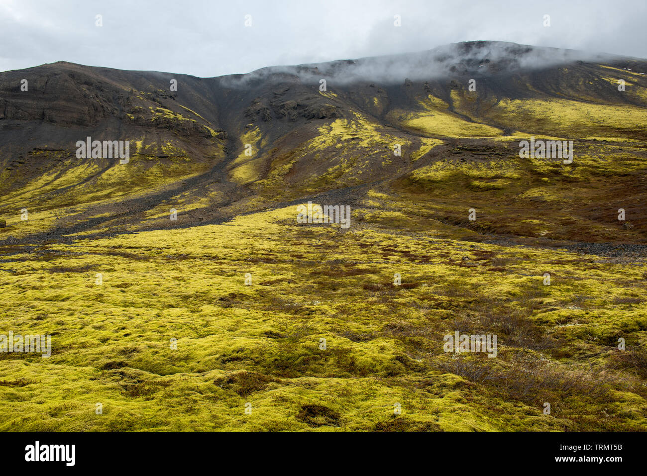 Champ de lave Eldhraun, débit et ridge recouvert de mousse verte en Islande Banque D'Images