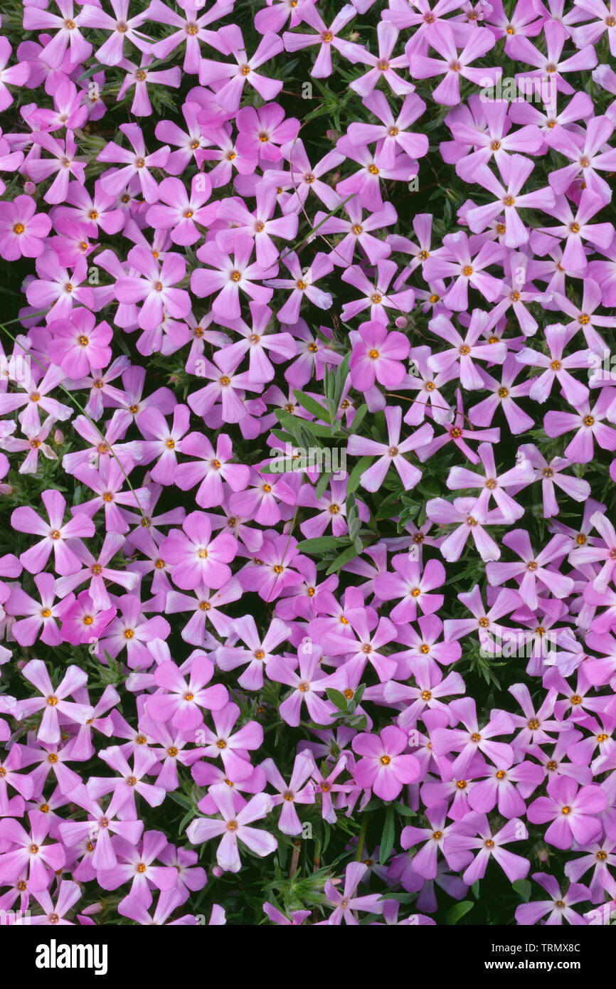 USA, Washington, Gifford Pinchot National Forest, répandre (phlox Phlox diffusa) fleurit près de colline. Banque D'Images