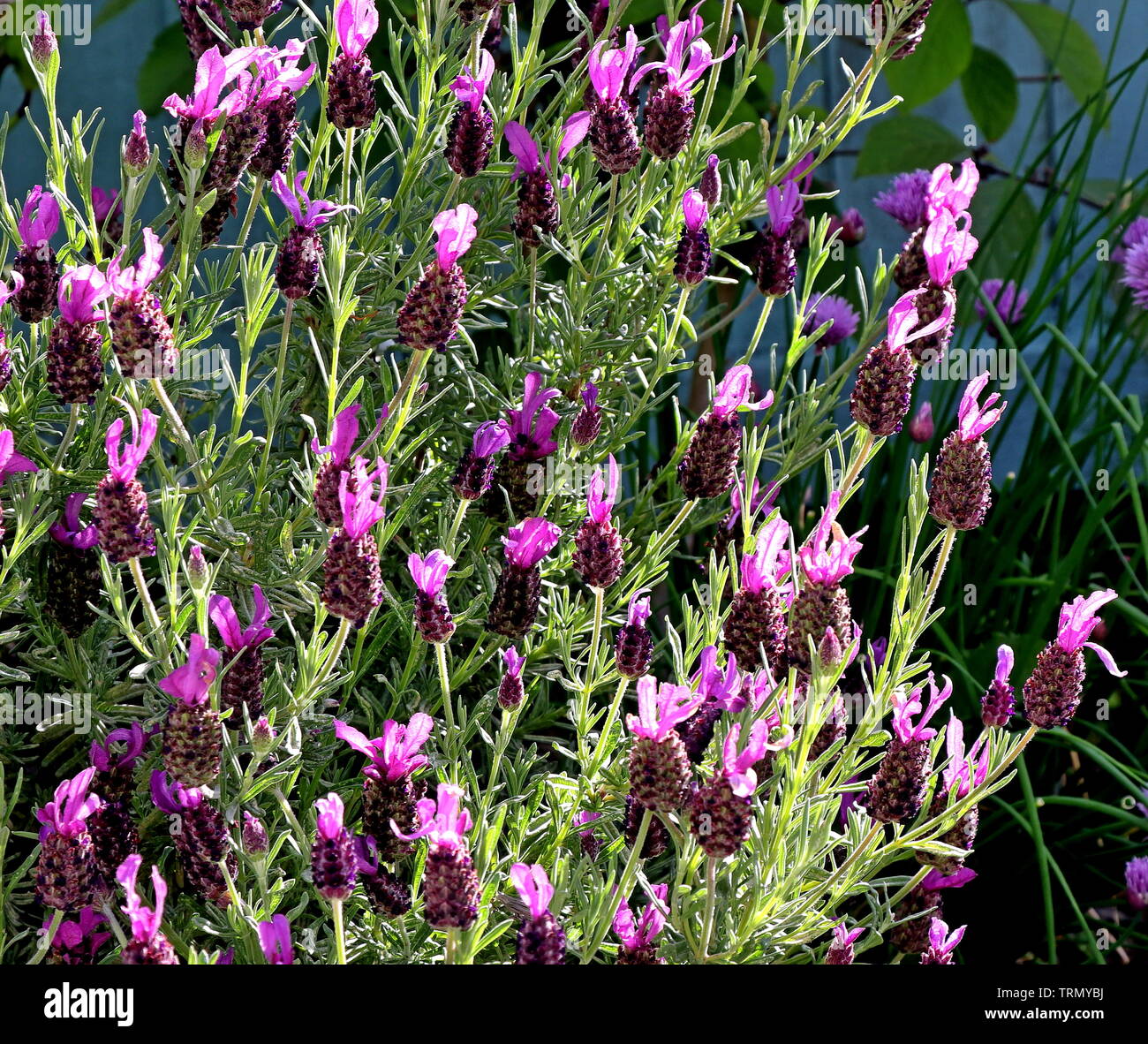 Le français ou l'espagnol Lavande, Lavandula stoechas, ou lavande, est une espèce de plantes de la famille Lamiaceae Banque D'Images