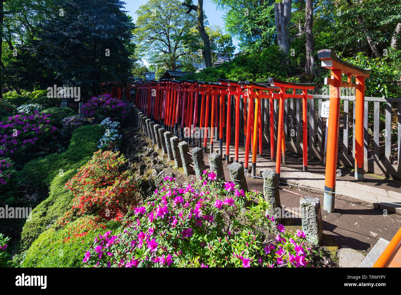 L'Asie, Japon, Tokyo, le sanctuaire Nezu, torii Banque D'Images