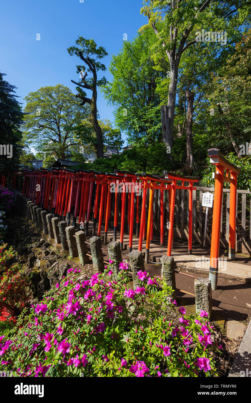 L'Asie, Japon, Tokyo, le sanctuaire Nezu, torii Banque D'Images