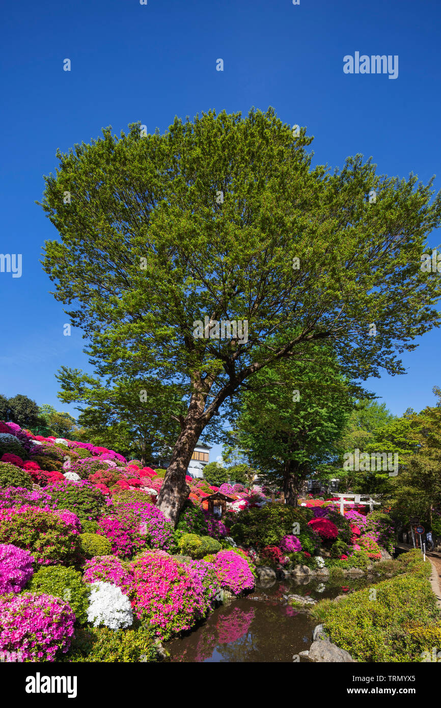 L'Asie, Japon, Tokyo, le sanctuaire Nezu, Azalées (Rhododendron ; genre, qui fait partie de la famille des Éricacées) Banque D'Images