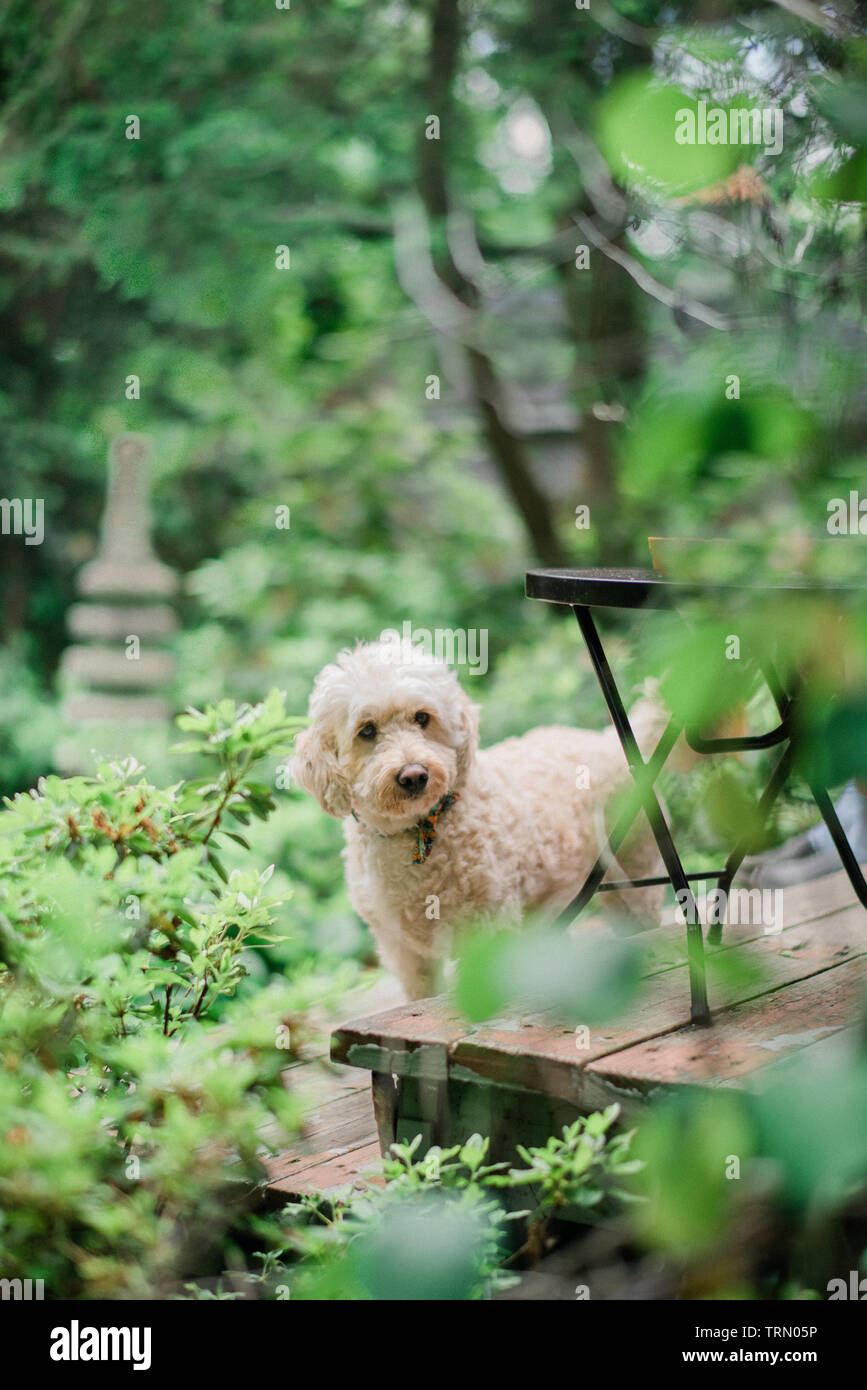 Un Goldendoole, dans un jardin verdoyant place Banque D'Images
