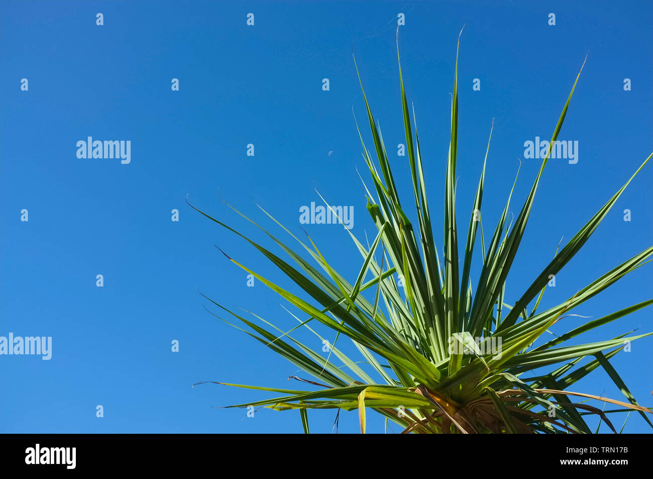 Feuilles de pandanus contre un ciel bleu clair. Banque D'Images