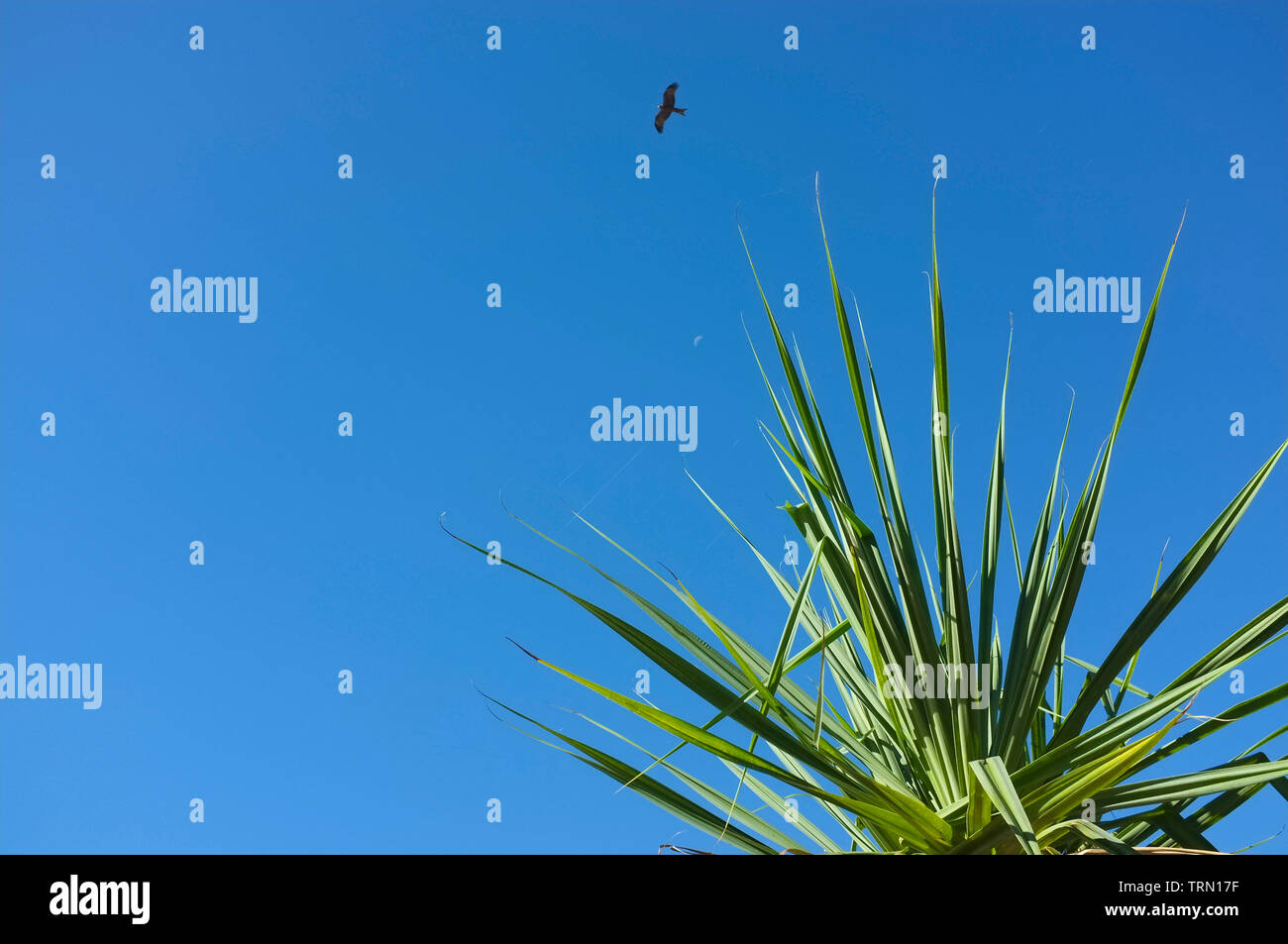 Feuilles de pandanus contre un ciel bleu clair avec l'oiseau de voler haut. Banque D'Images