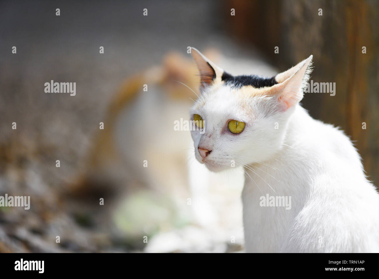 Le chat blanc, assis avec les yeux jaune Banque D'Images