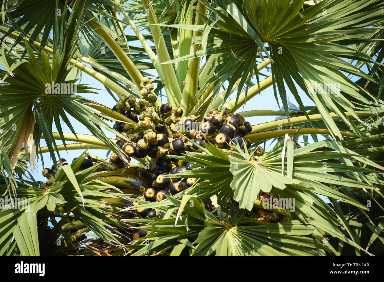 Le fruit du palmier de Palmyre asiatique sur le palmier dans le jardin de l'été Banque D'Images