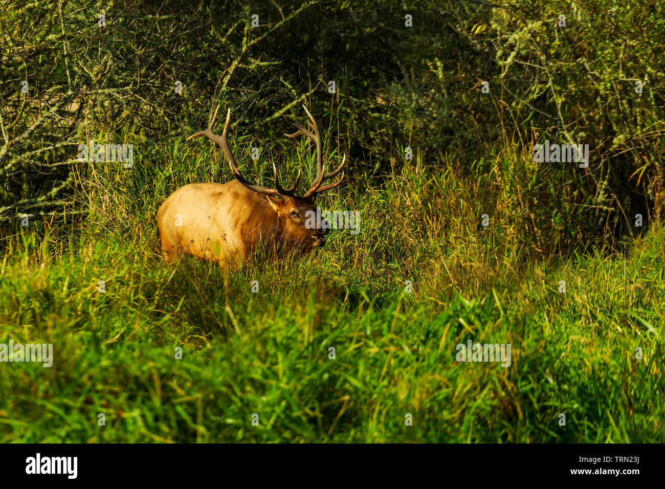 Le wapiti de Roosevelt (Cervus elaphus roosevelti) bull se nourrissant dans Redwood National Park, Californie Banque D'Images