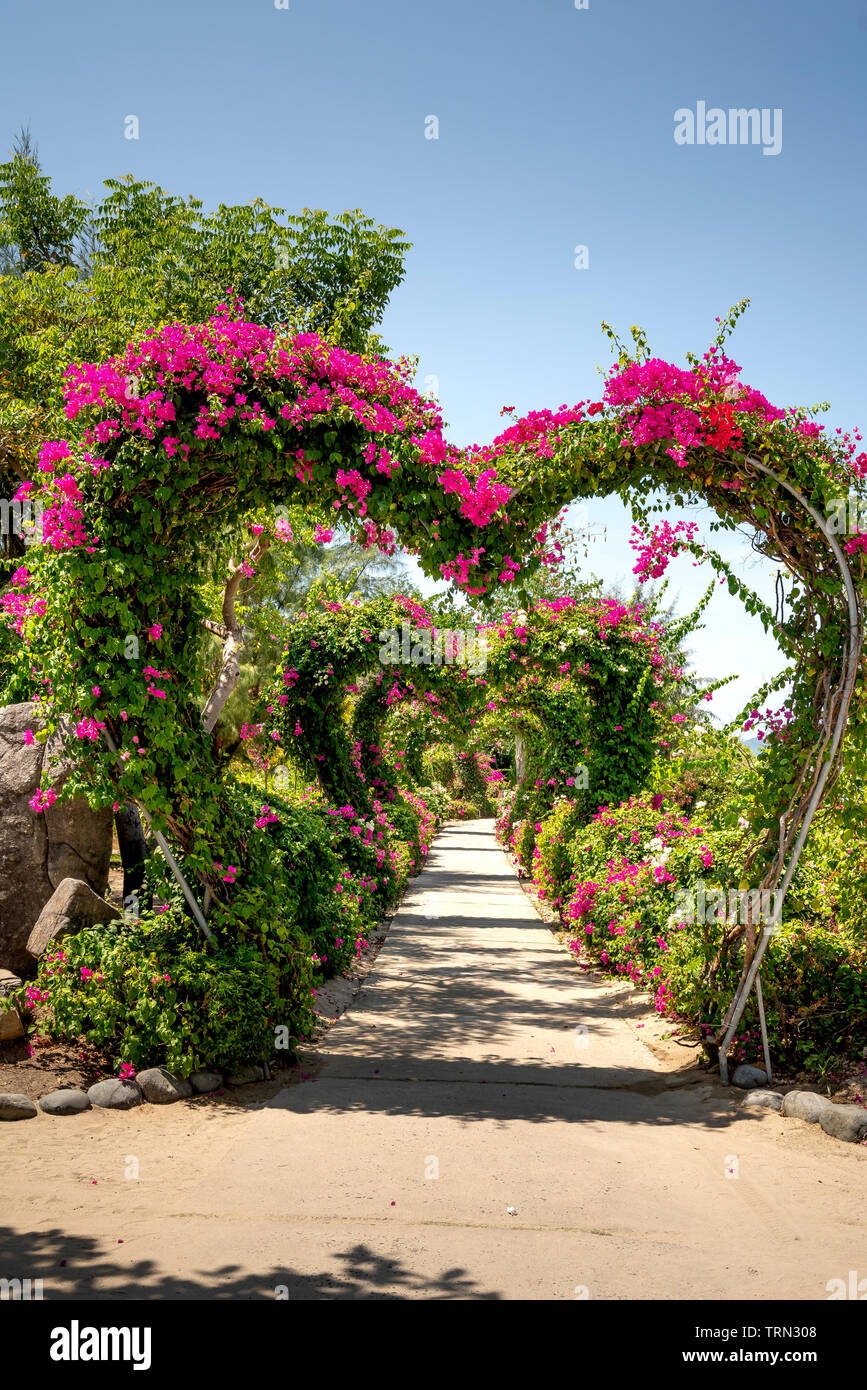 Monkey Island dans la province de Khanh Hoa, Vietnam - Mai 21, 2019 : Belle Fleur Gate Bougainvillea spectabilis forme coeur sur Monkey Island à Khanh Ho Banque D'Images