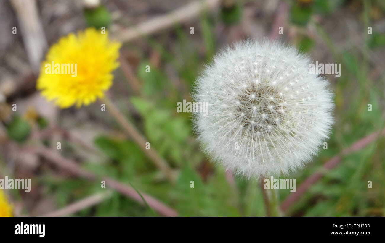 Graines de pissenlit blanc entier avec une fleur jaune à l'arrière-plan. Banque D'Images Graines de pissenlit blanc entier avec une fleur jaune à l'arrière-plan. Banque D'Images