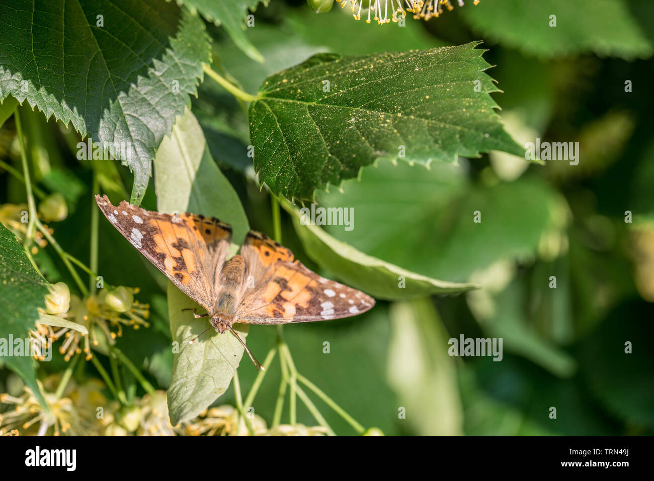 Vanessa cardui, la belle dame papillon sur gros plan fleurs de tilleul Banque D'Images