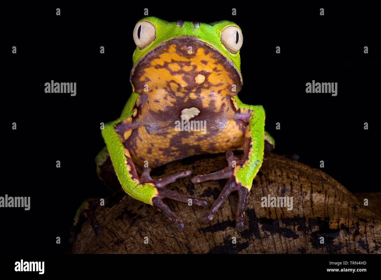 Bordée de blanc grenouille Phyllomedusa vaillantii (feuilles) Banque D'Images