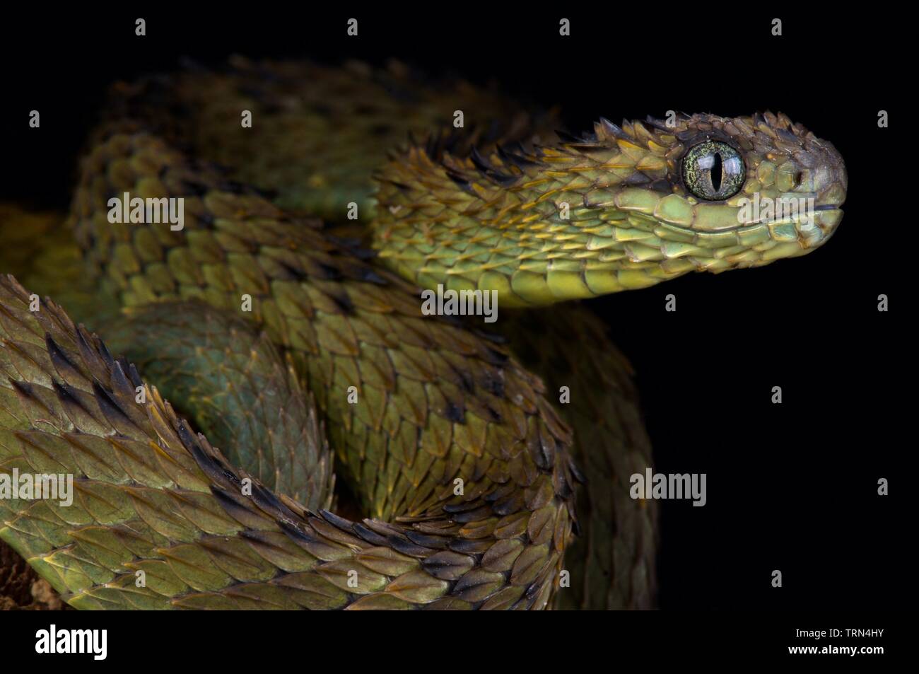 Hairy bush viper (Atheris hispida) Banque D'Images