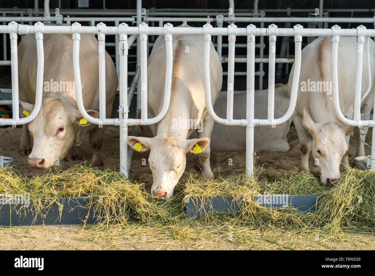 Vaches blanches dans une étable manger bio le foin à la ferme laitière. Concept d'agriculture de l'industrie de l'Agriculture Banque D'Images