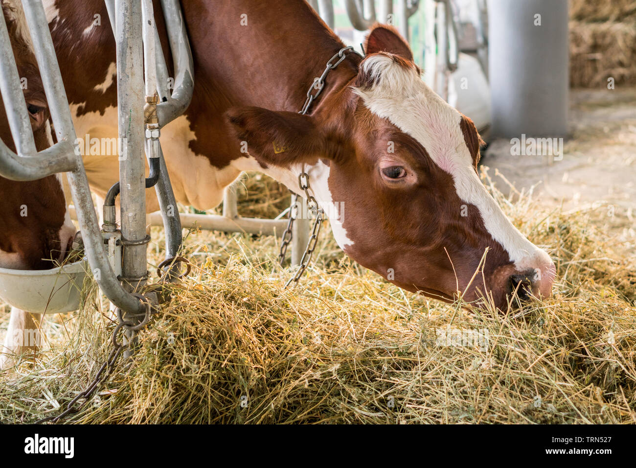 Brown jersey vaches dans une étable manger bio le foin à la ferme laitière. Concept d'agriculture de l'industrie de l'Agriculture Banque D'Images