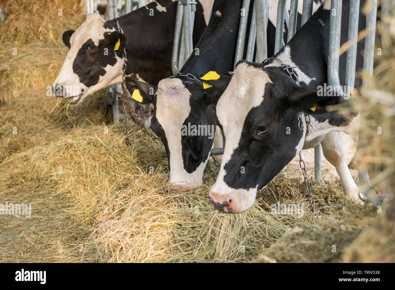 Blanc Noir un lait Holstein vaches dans une étable manger bio le foin à la ferme laitière. Concept d'agriculture de l'industrie de l'Agriculture Banque D'Images