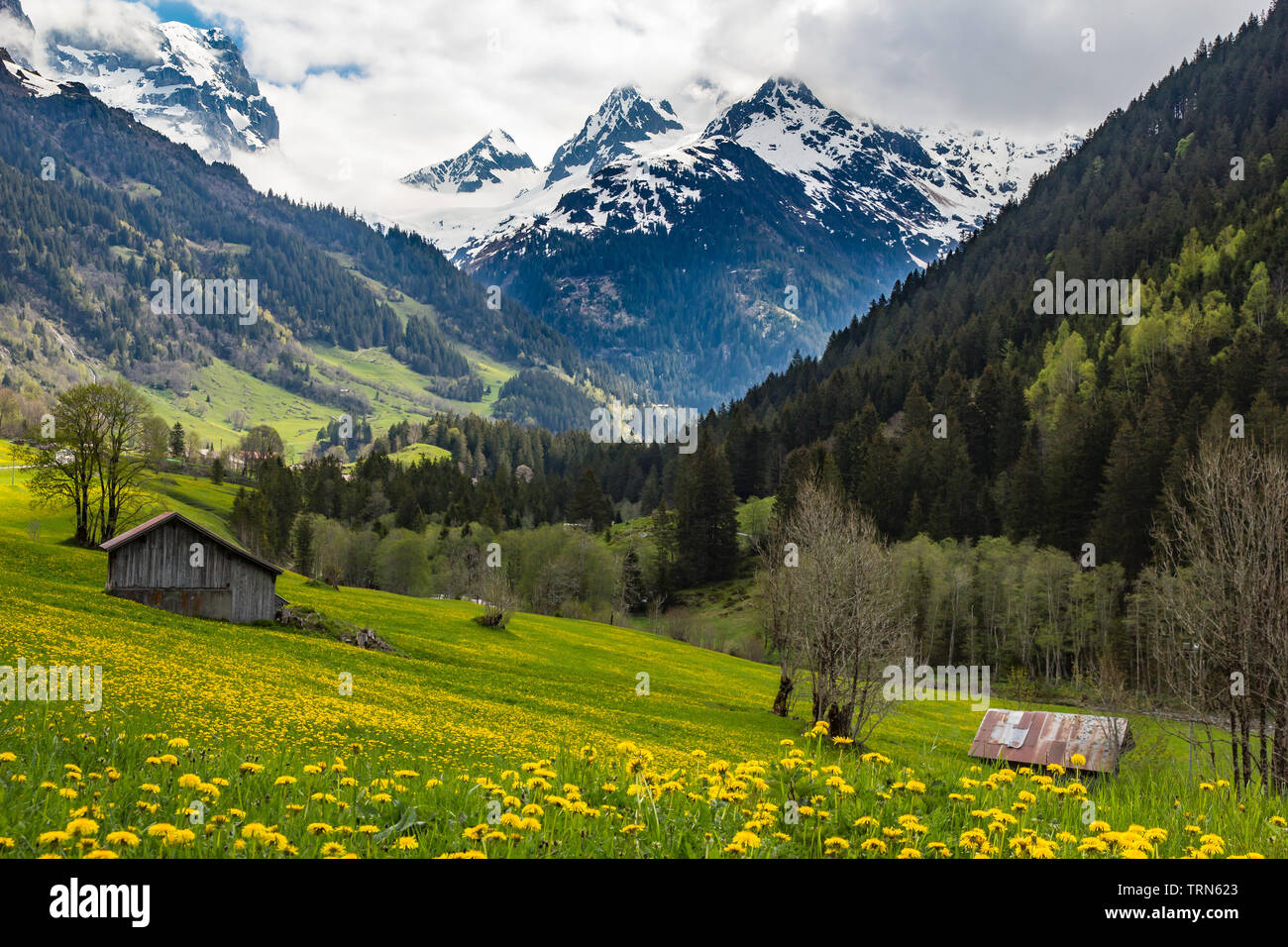 Vue classique de printemps paysage alpin suisse sauvages colorées montrant des fleurs des champs, des bâtiments agricoles, et spectaculaires paysages de montagne de la Sustenpass Banque D'Images