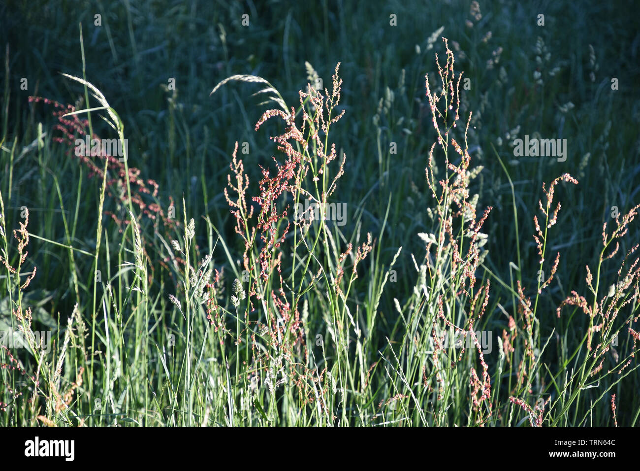 Les herbes de prairie, Foots Cray Meadows, Sidcup, Kent. UK Banque D'Images