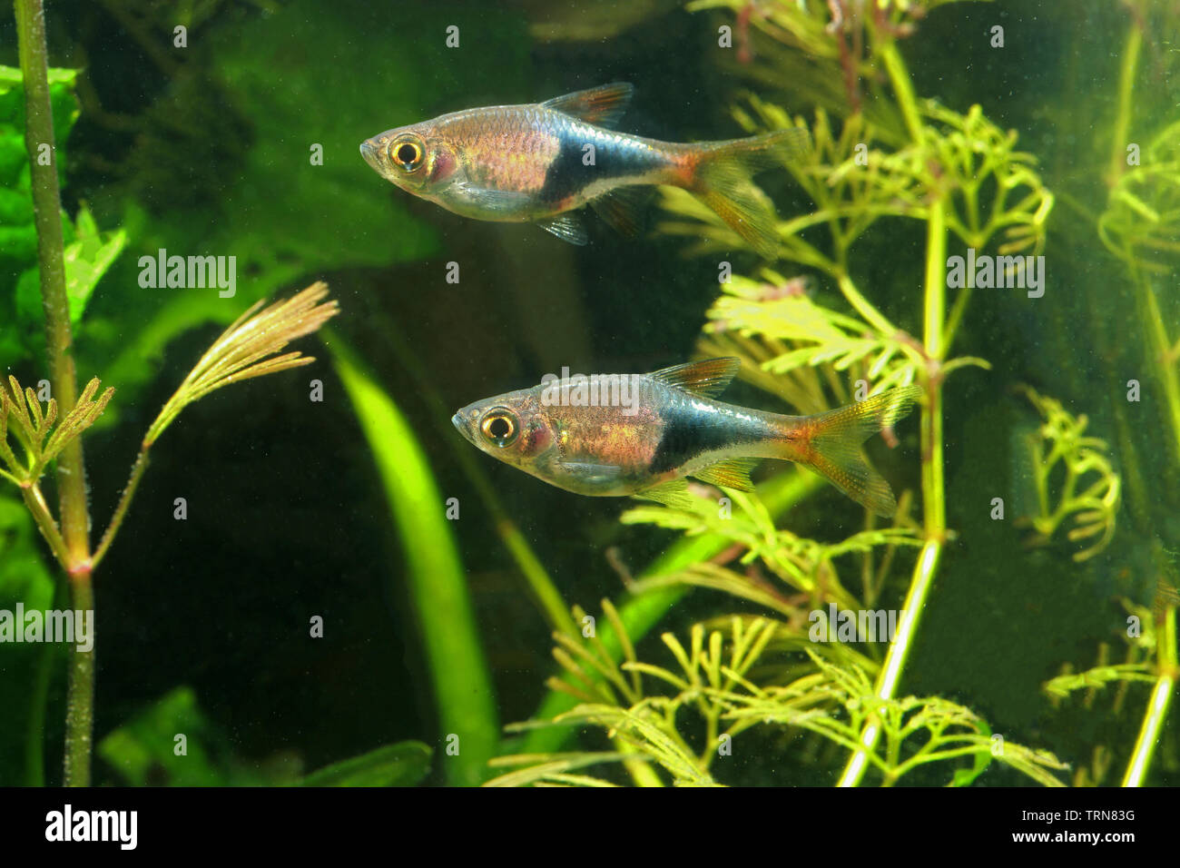 Rasbora Arlequin, belle Banque D'Images