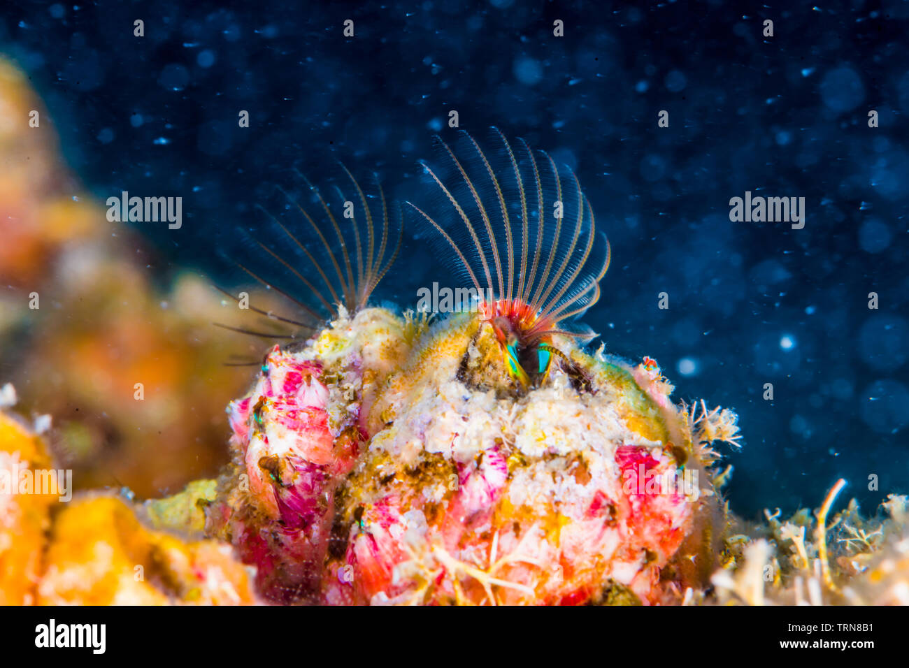 Acorn balanes (Megabalanus rosa Pilsbry, 1916 ) diffusion large leur cirriped. Banque D'Images