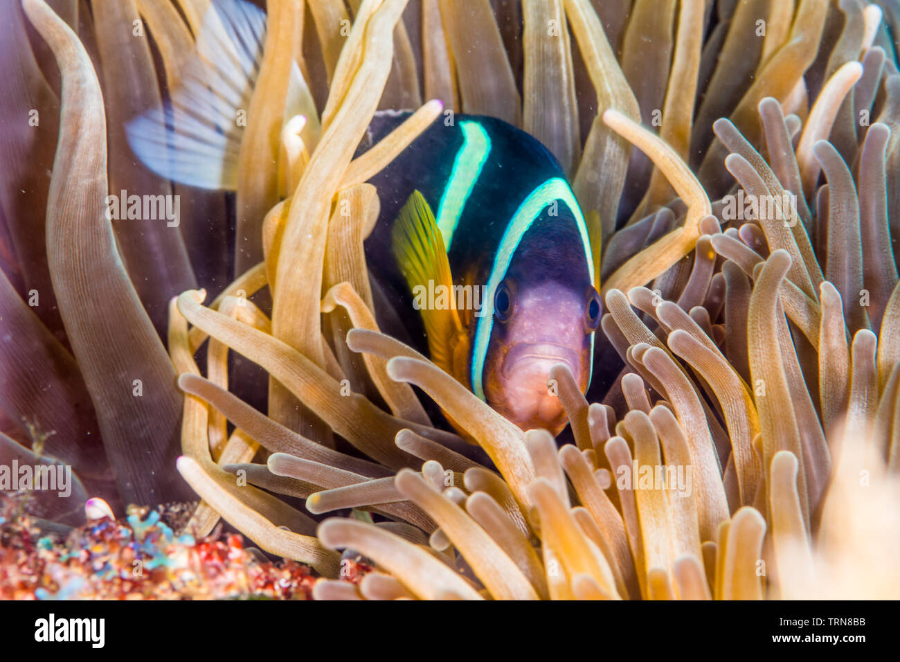 Poisson clown de Clark, Amphiprion clarkii, (J. W. Bennett, 1830) avec bulle-tip anemone, Entacmaea quadricolor (Leuckart en vautour & Leuckart, 1828) Banque D'Images