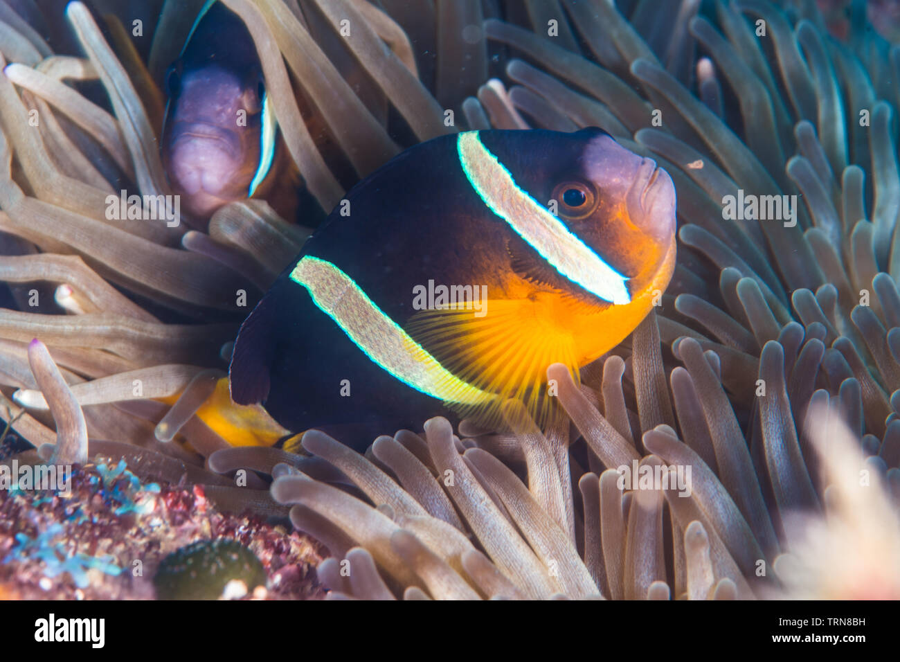 Poisson clown de Clark, Amphiprion clarkii, (J. W. Bennett, 1830) avec bulle-tip anemone, Entacmaea quadricolor (Leuckart en vautour & Leuckart, 1828) Banque D'Images