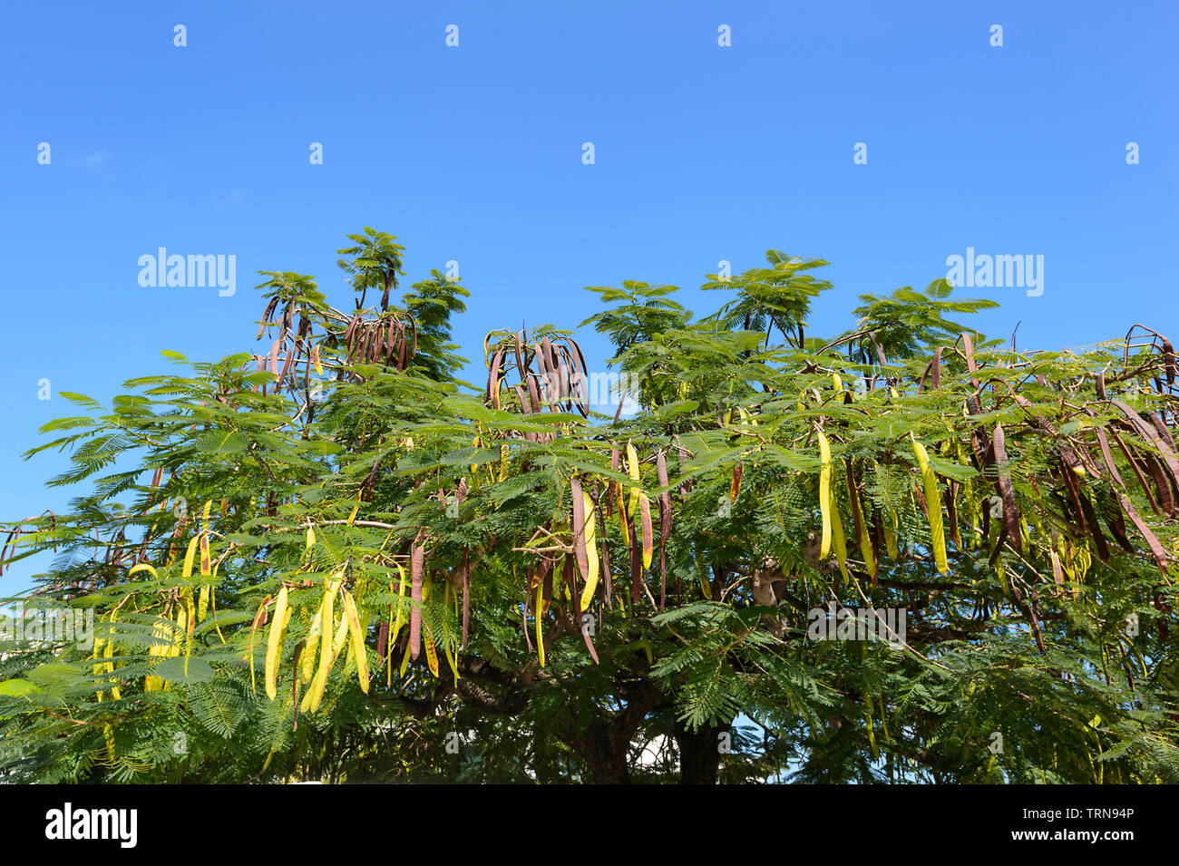 Le Poinciana arbre est appelé arbre de Noël dans le Vanuatu parce qu'il fleurit à Noël, la Mélanésie Banque D'Images