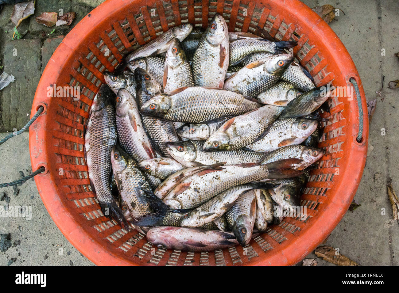 Un panier de poissons capturés par Rohu pêcheur Birman Banque D'Images