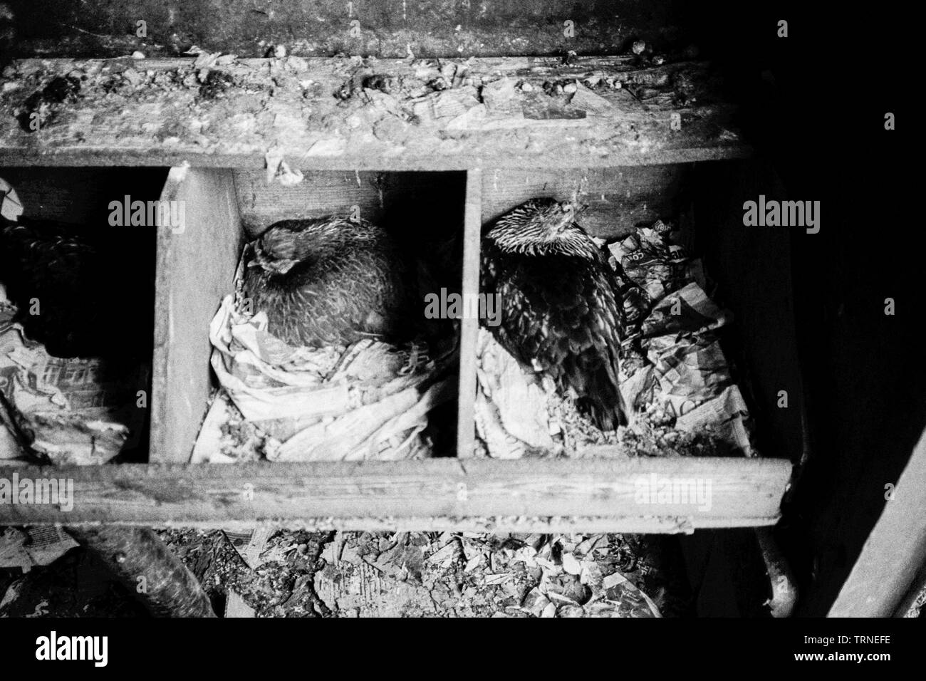 Des poulets de ponte, Hampshire, Angleterre, Royaume-Uni. Banque D'Images