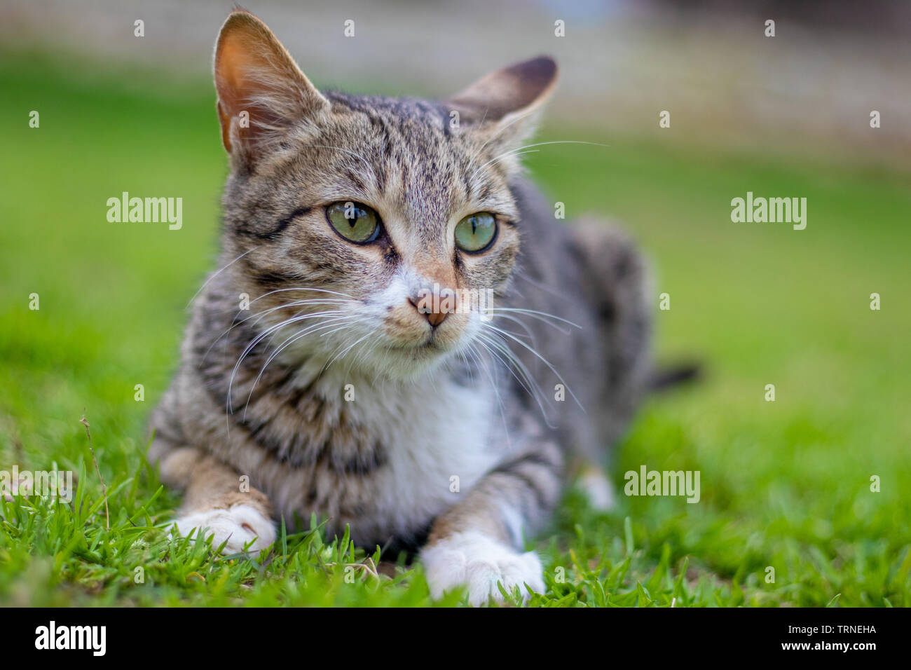 Portrait d'un chat surpris, gros plan sur un champs grean au soleil Banque D'Images