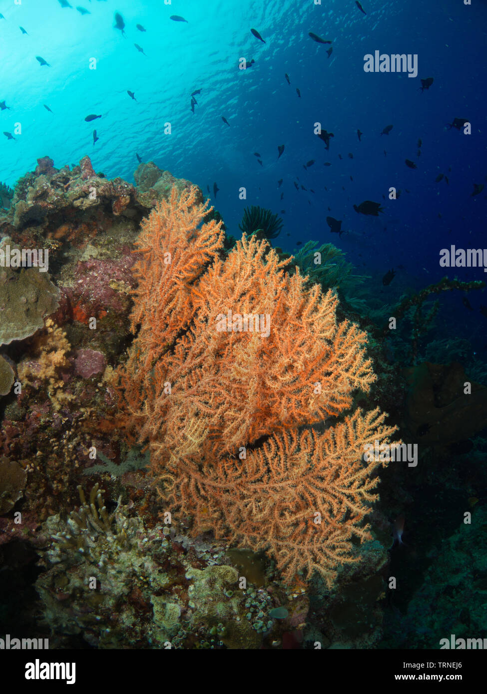 Doux colorés de coraux sous l'eau dans le parc marin de Bunaken, au nord de Sulawesi, Indonésie Banque D'Images