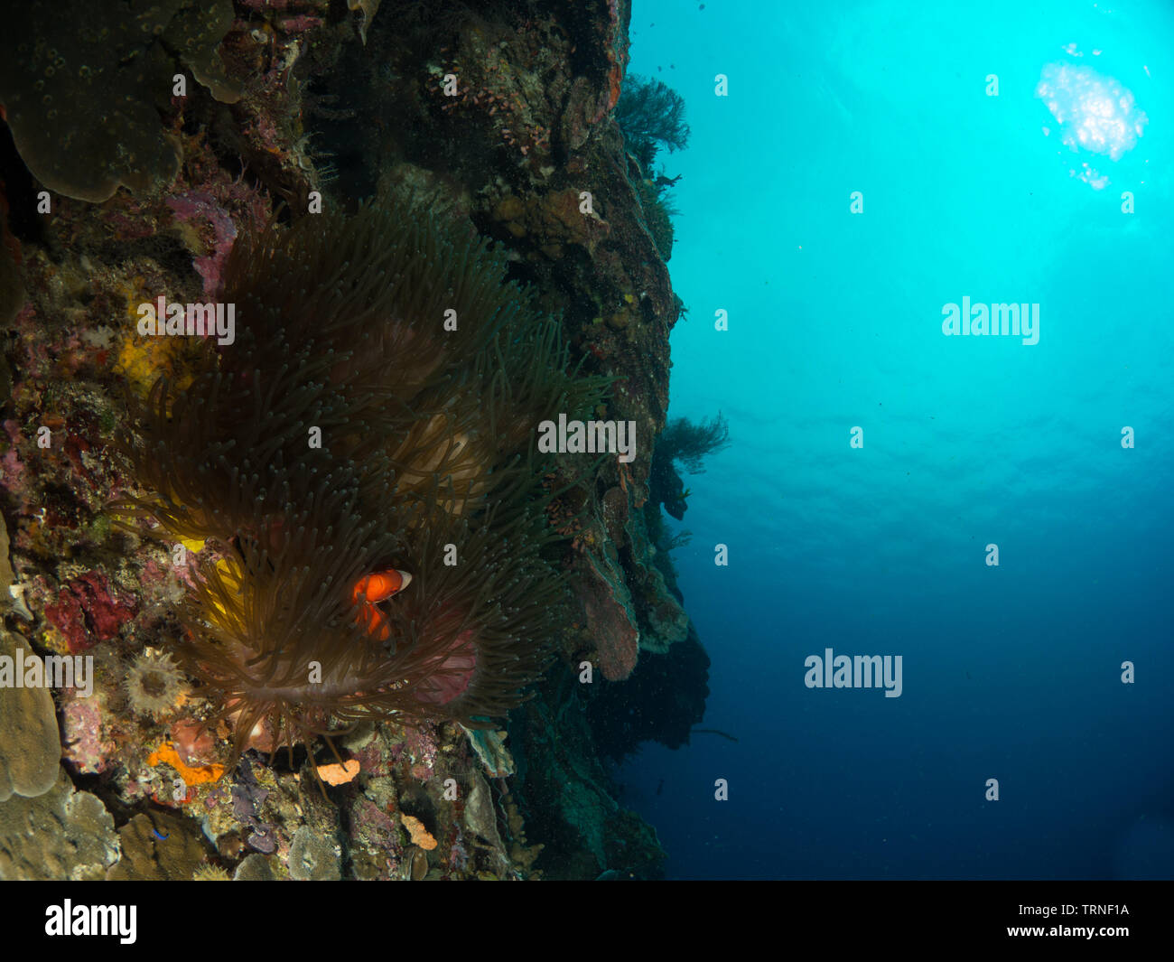 Les récifs coralliens colorés sous l'eau dans le parc marin de Bunaken, au nord de Sulawesi, Indonésie Banque D'Images