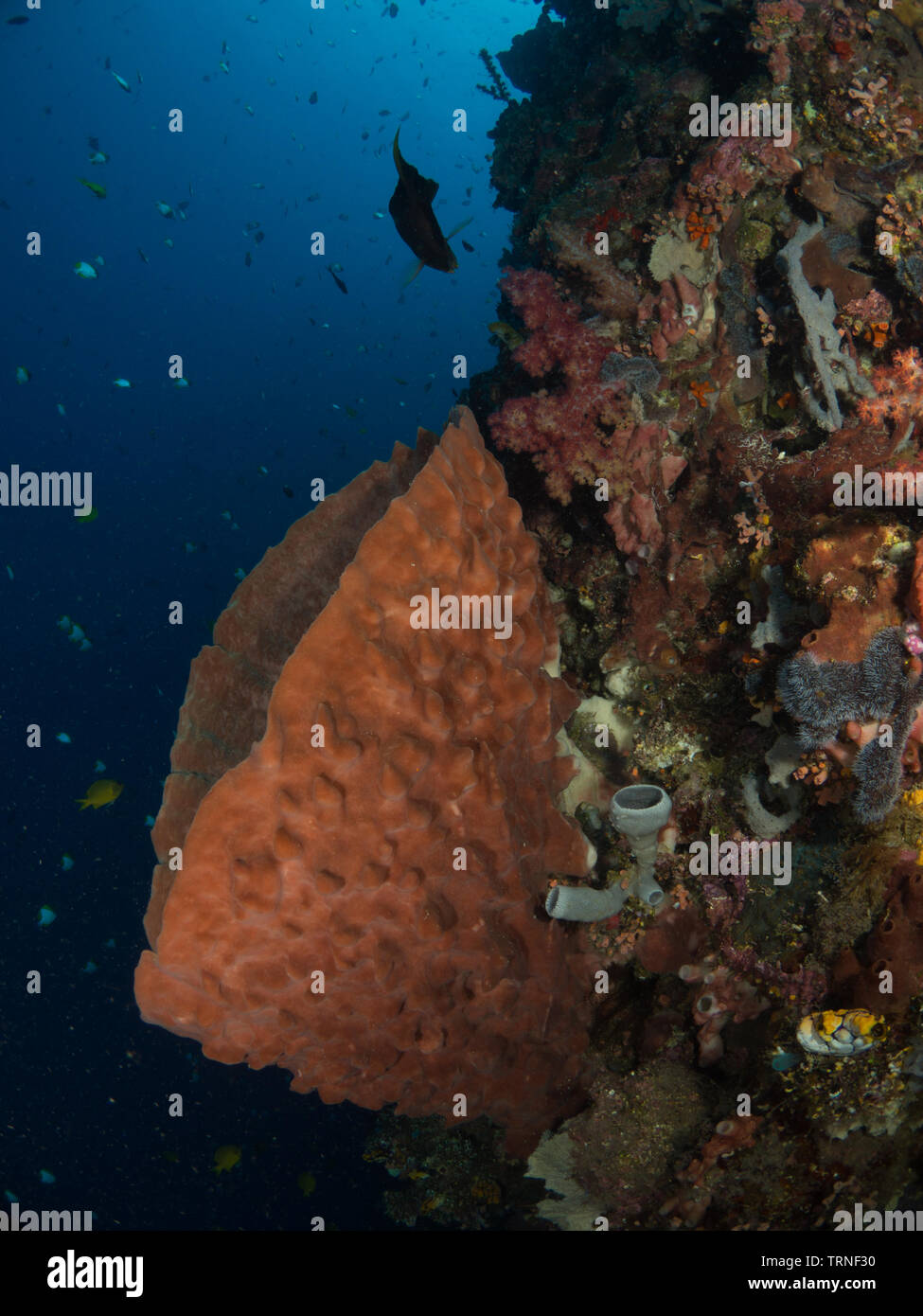 Les récifs coralliens colorés sous l'eau dans le parc marin de Bunaken, au nord de Sulawesi, Indonésie Banque D'Images