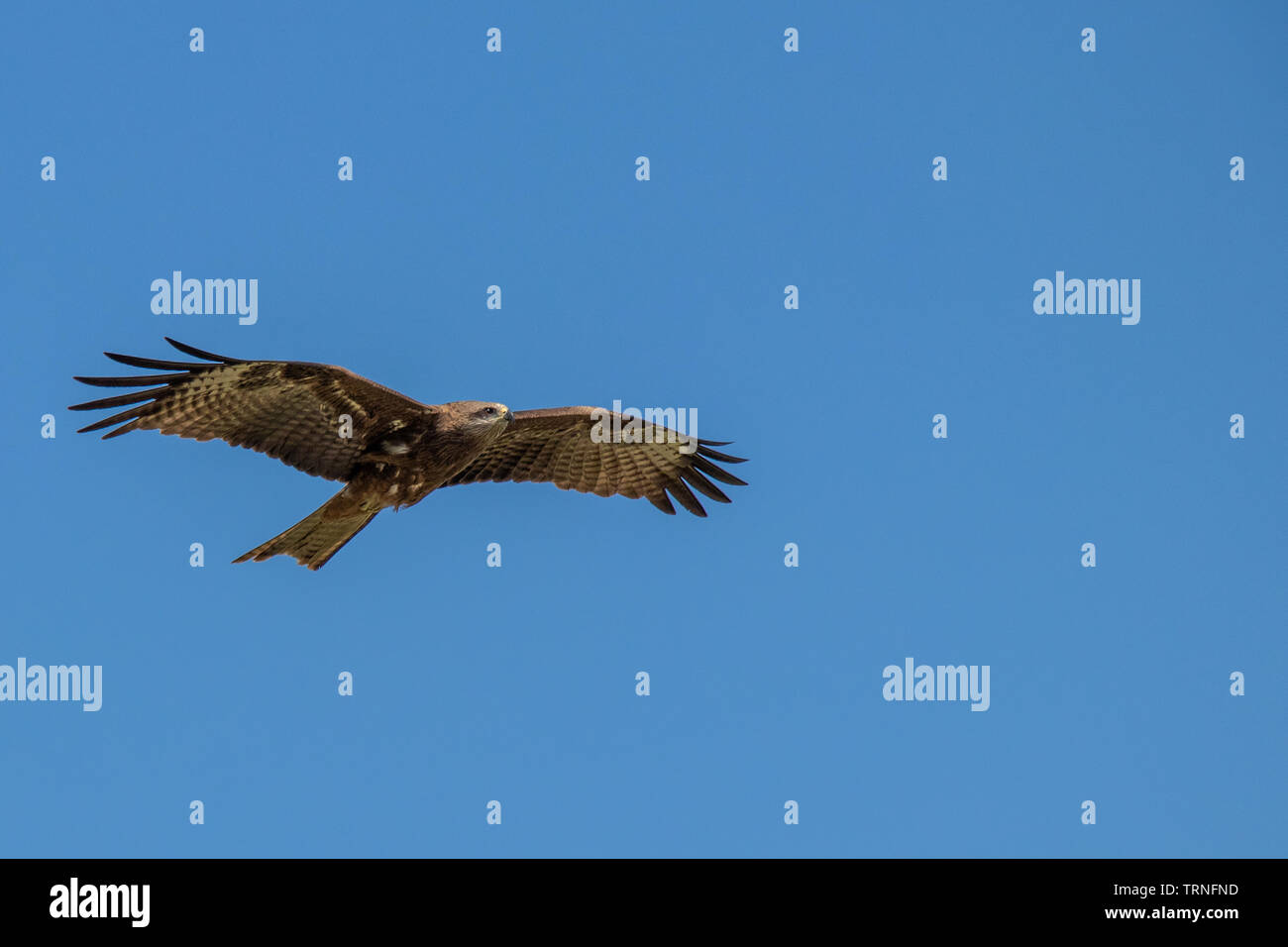 Eagle voler à travers le ciel bleu à la proie Banque D'Images