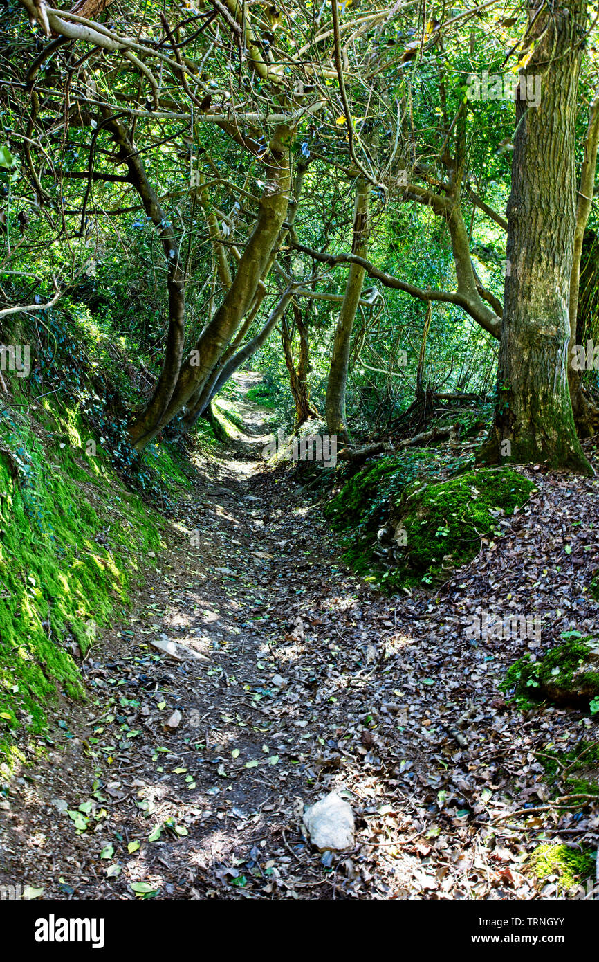 Une ancienne voie verte au début du printemps, sentier, près de Mevagissey, Cornwall, England, UK. Banque D'Images