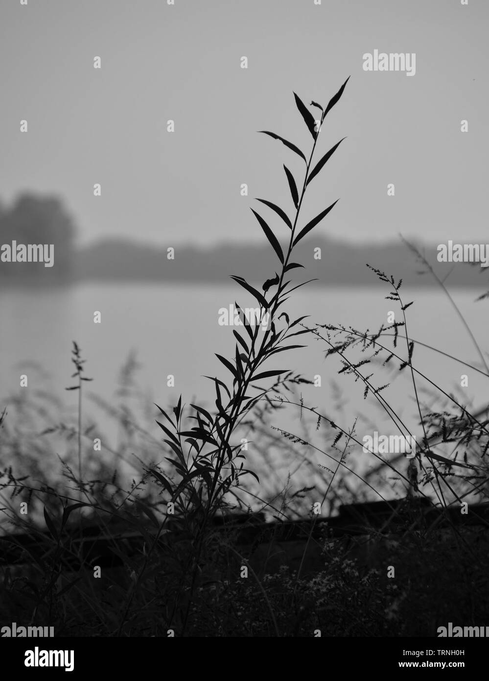 La végétation au bord de la close up silhouettes, Danube, Croatie Banque D'Images