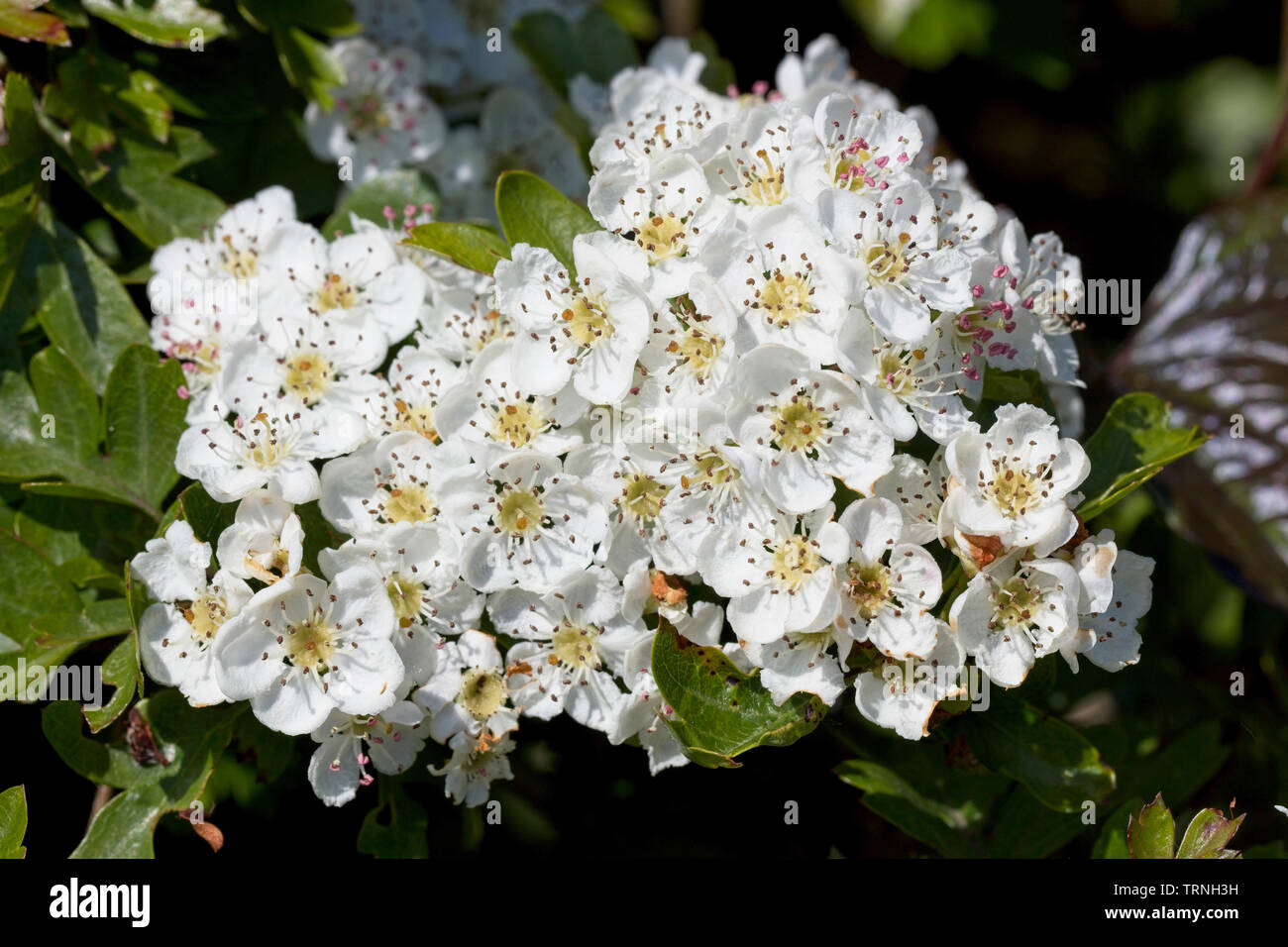 Fleur de mai sur l'aubépine (Crataegus monogyna), près de Mevagissey, Cornwall, England, UK. Banque D'Images