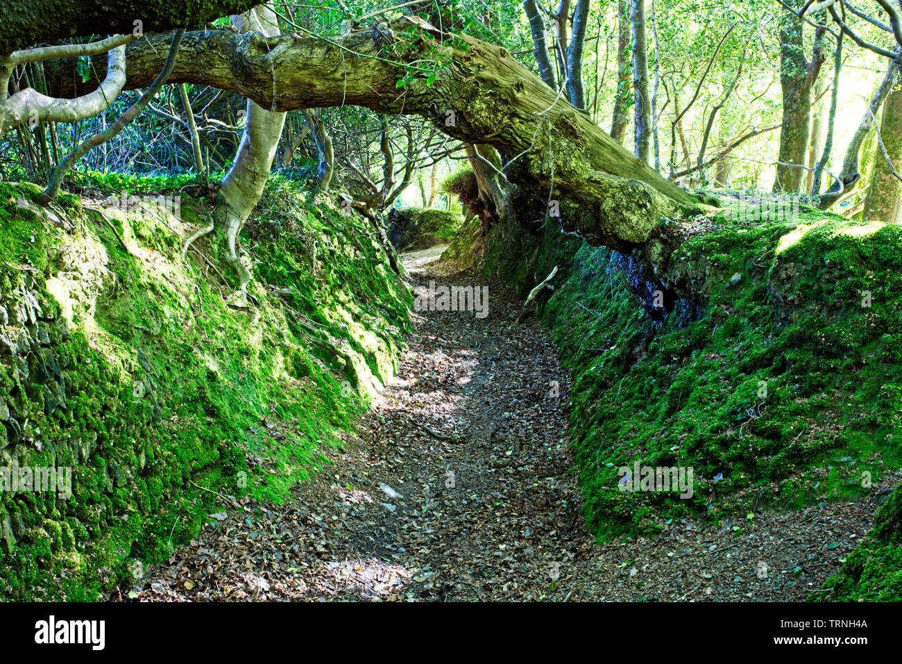 Une ancienne voie verte au début du printemps, sentier, près de Mevagissey, Cornwall, England, UK. Banque D'Images