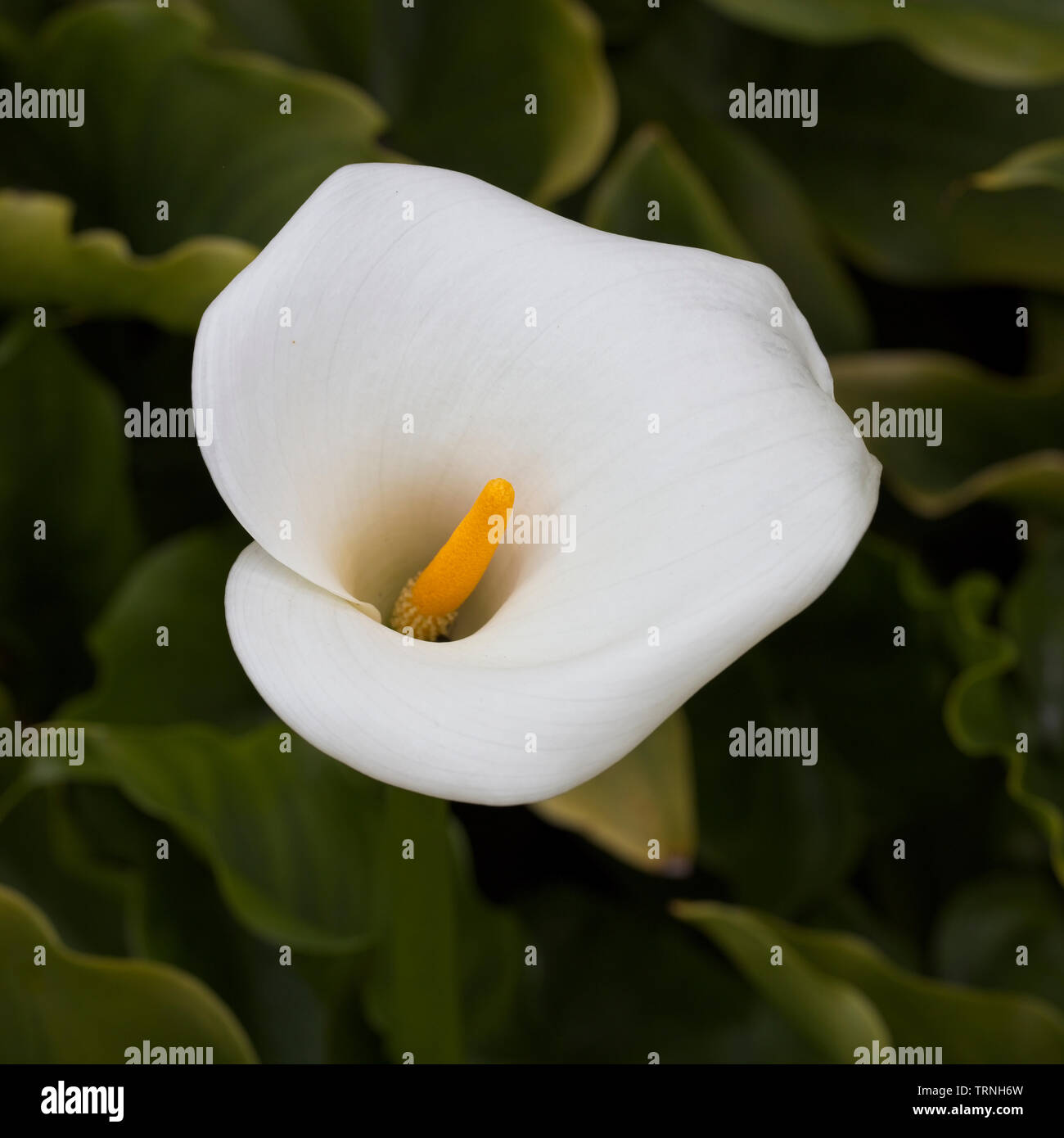 Du genre Zantedeschia Zantedeschia, près de Mevagissey, Cornwall, England, UK. Banque D'Images