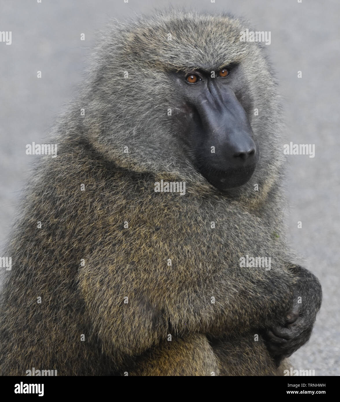 Portrait d'un homme dominant le babouin Olive (Papio anubis) Parc National de la forêt de Kibale, en Ouganda. Banque D'Images