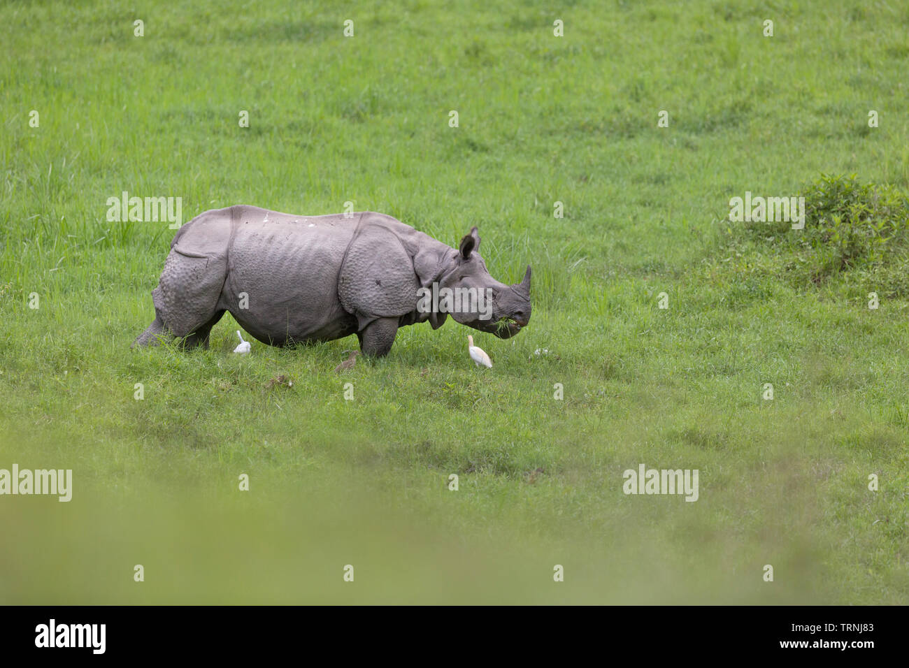 Un rhinocéros unicornes indiens ou Rhinoceros unicornis à Gorumara national park, Dooars, Bengale occidental, Inde Banque D'Images