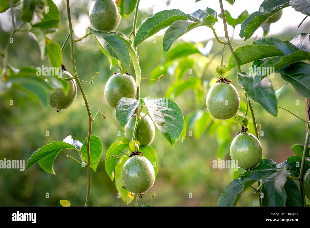 La passiflore pourpre fleur sur feuilles vertes Banque D'Images
