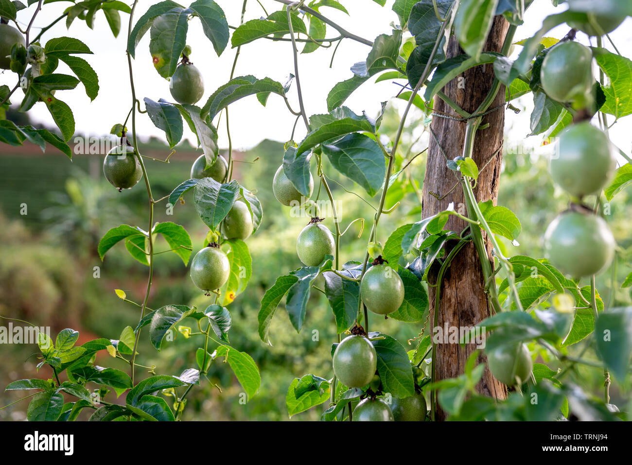 La passiflore pourpre fleur sur feuilles vertes Banque D'Images