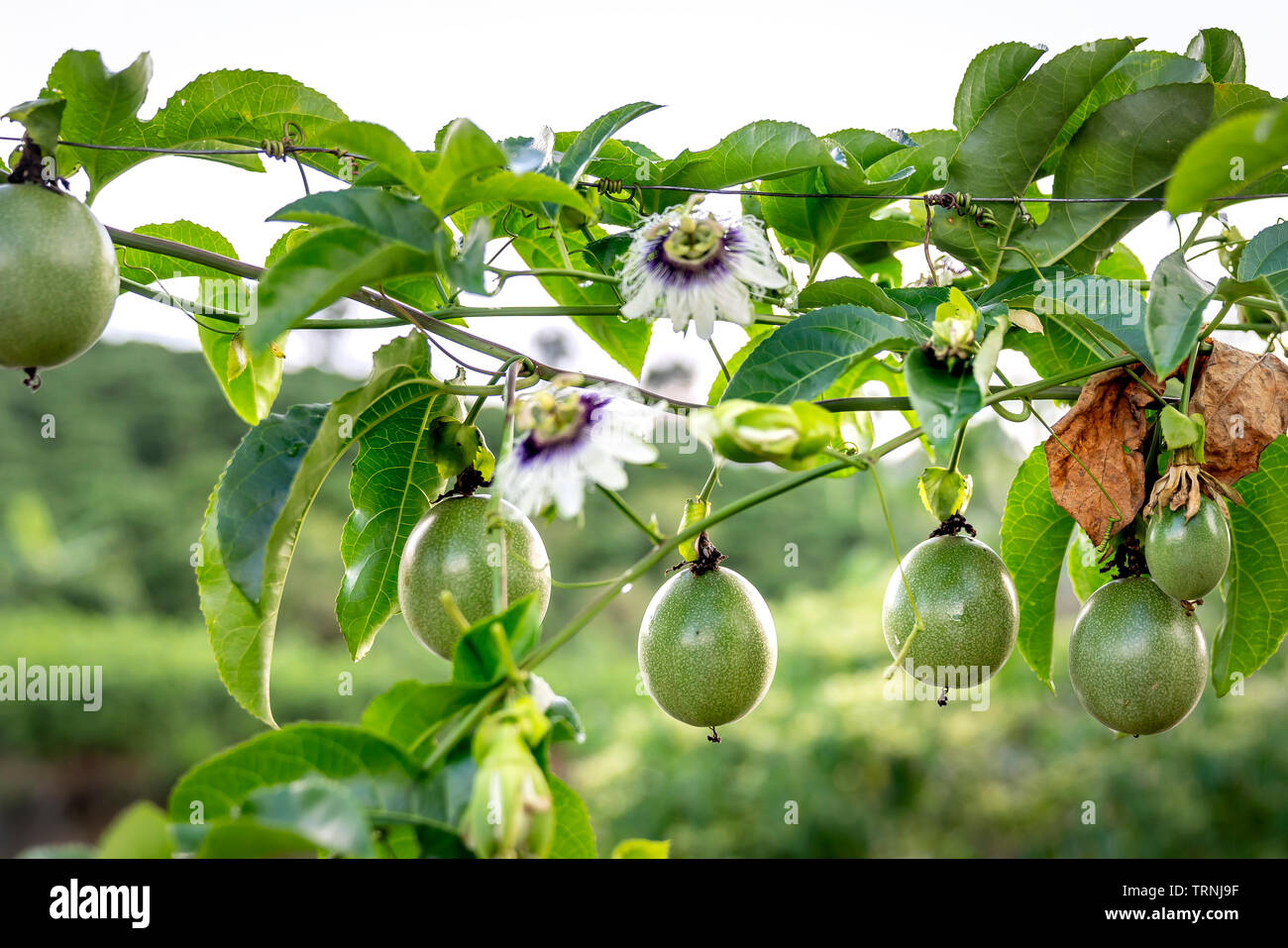 La passiflore pourpre fleur sur feuilles vertes Banque D'Images