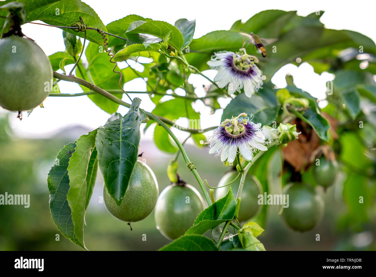 La passiflore pourpre fleur sur feuilles vertes Banque D'Images