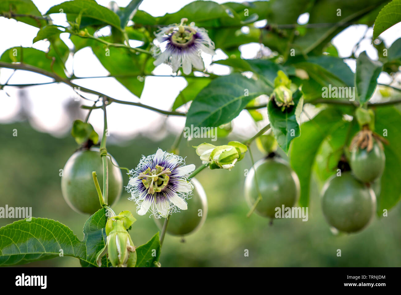La passiflore pourpre fleur sur feuilles vertes Banque D'Images
