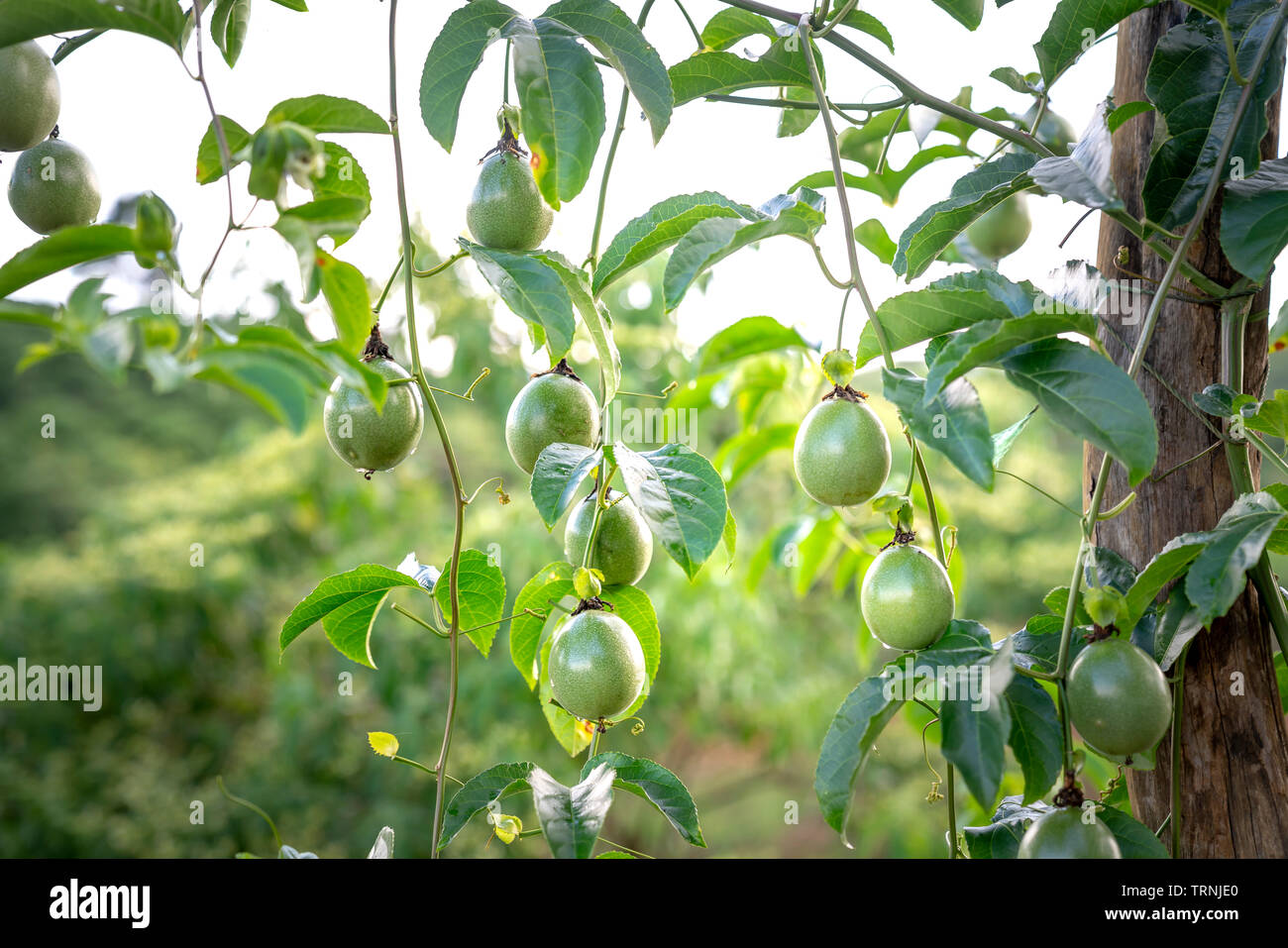 La passiflore pourpre fleur sur feuilles vertes Banque D'Images